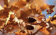 Acorns