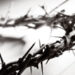 Thorn crown