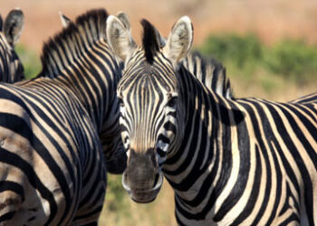 Zebras