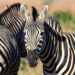 Zebras