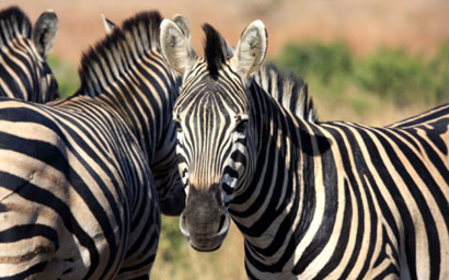Zebras
