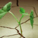 Emerging plant