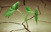 Emerging plant