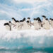 Penguins