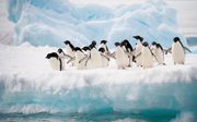 Penguins