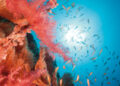 Coral