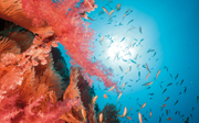 Coral