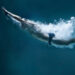 Swimmer