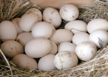Incubator