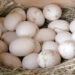 Incubator