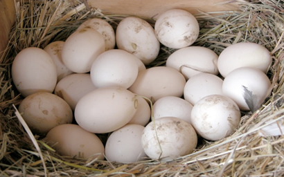 Incubator