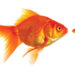 Goldfish