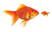 Goldfish