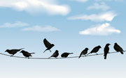 Birds