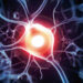 Brain neurons