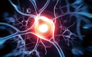 Brain neurons