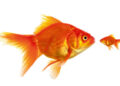 Gold fish