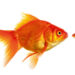 Gold fish