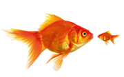Gold fish