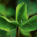 Dew-drop