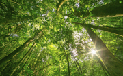 Trees