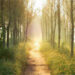 Path
