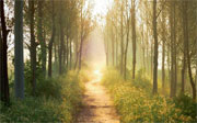 Path