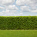 Hedge