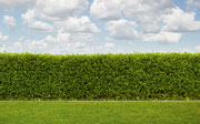 Hedge