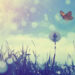 Meadow