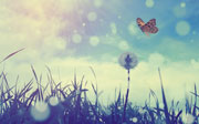 Meadow
