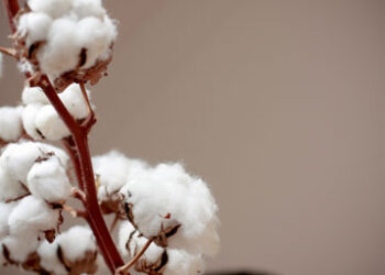 Cotton flowers