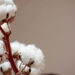 Cotton flowers