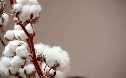 Cotton flowers