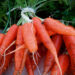 Carrots