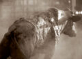 Bull
