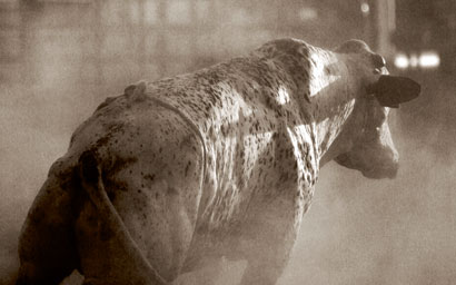Bull