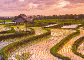 Rice paddock
