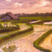 Rice paddock