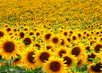 Sunflowers field