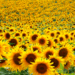 Sunflowers field