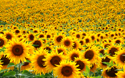 Sunflowers field