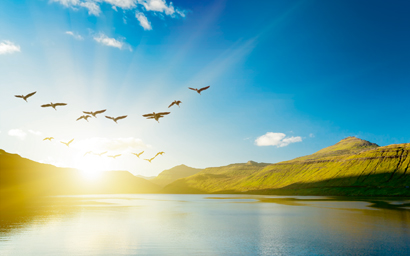 Birds