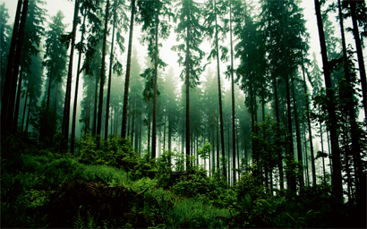 Forrest