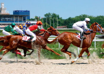 Race horses