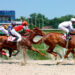 Race horses