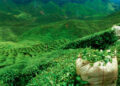 Green tea plantation