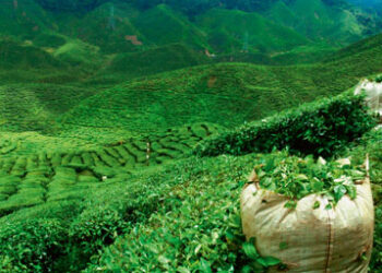 Green tea plantation
