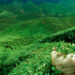 Green tea plantation