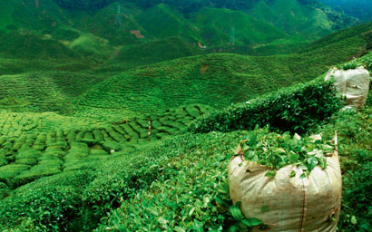 Green tea plantation